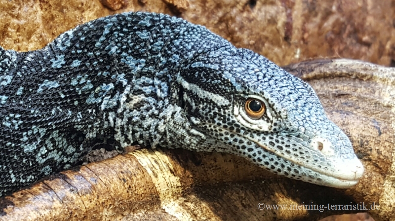 Varanus macraei (2)